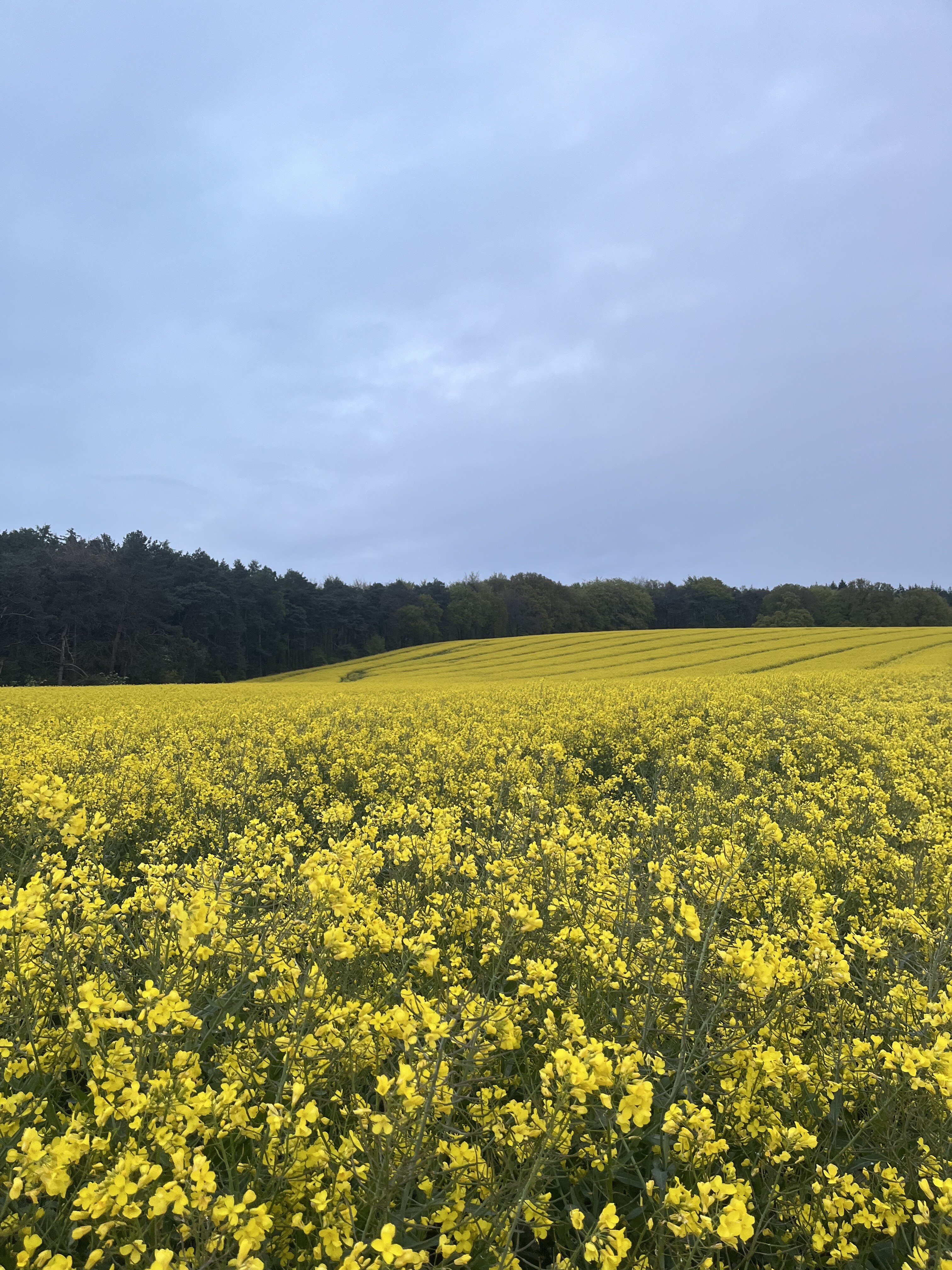 Bienenstock mit Bienen