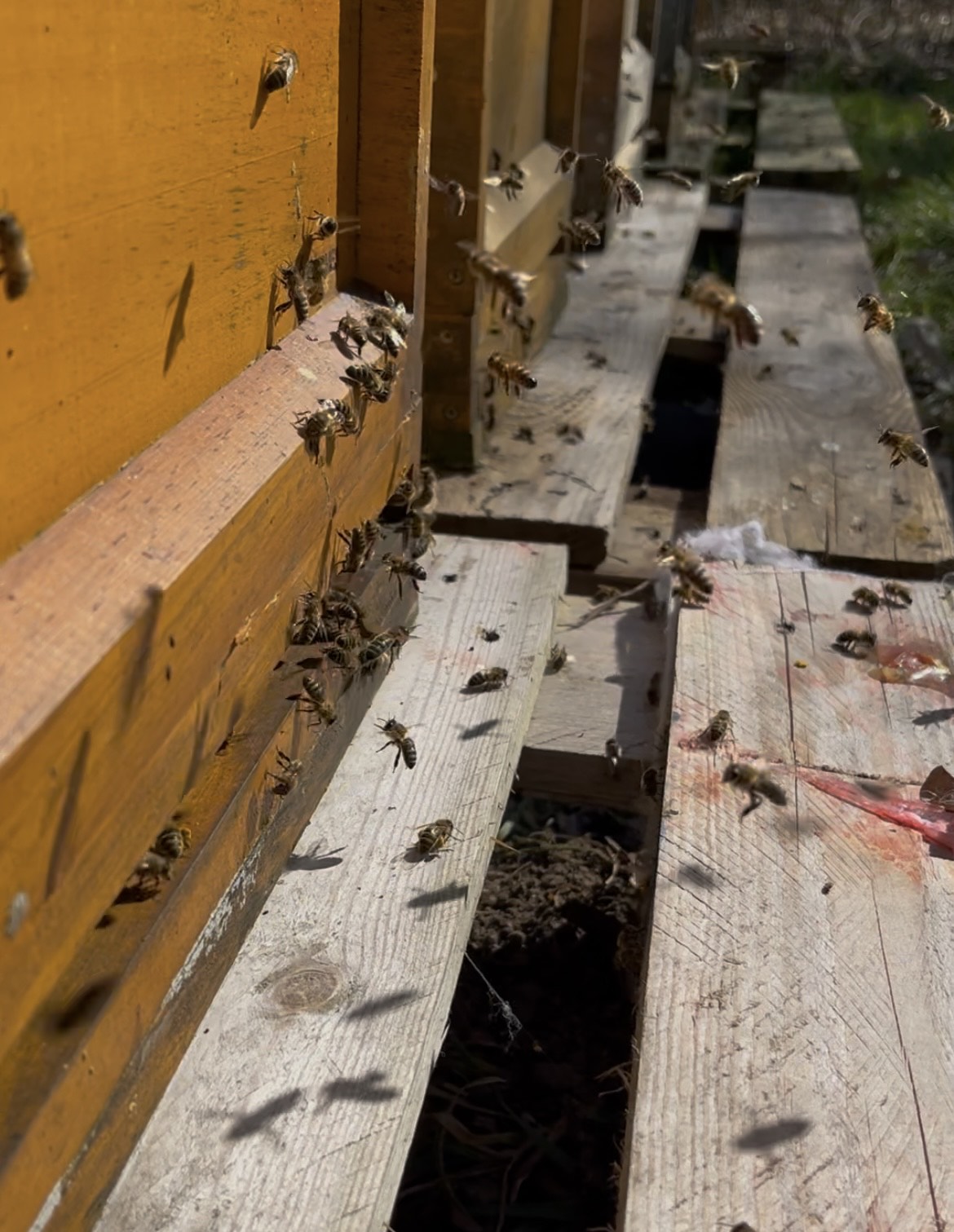 Bienen am Flugloch eines Bienenstocks