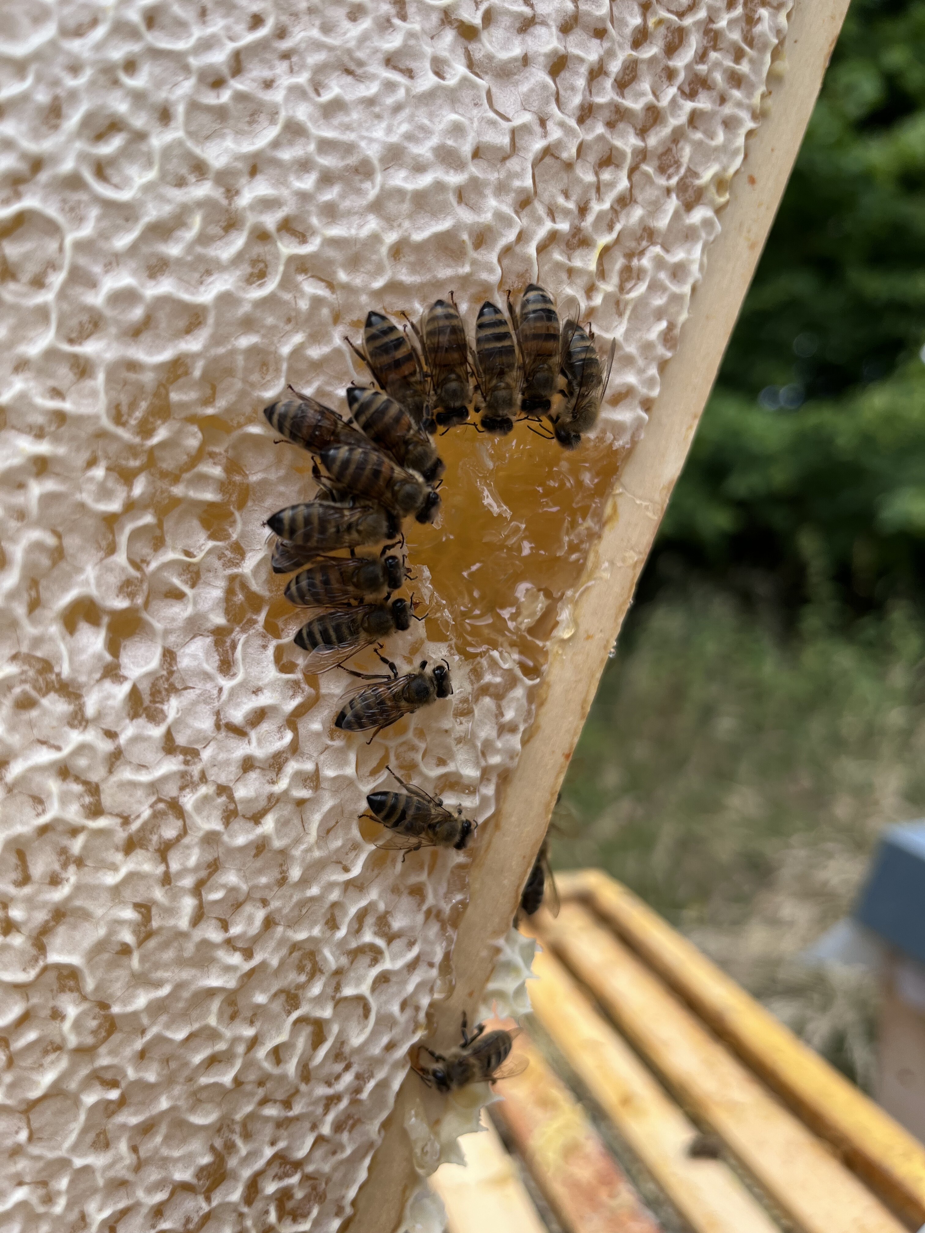 Bienenstock mit Rahmen